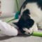 Whisker-grabbing baby tests cat’s patience | Super Cute