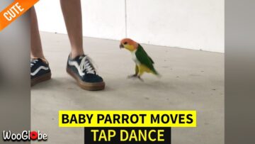 Adorable-Baby-Parrot-Grooving-to-Tap-Beat-Super-Cute.jpg