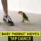 Adorable Baby Parrot Grooving to Tap Beat! | Super Cute