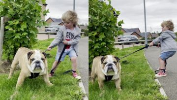 Adorable-Bulldog-Refuses-to-Budge-Super-Cute.jpg
