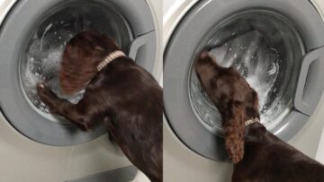 Adorable-Cocker-Spaniel-mesmerized-by-toys-in-washer-Super.jpg