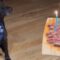 Adorable Dog Turns 10: Celebrates with a Steak Cake | Super Cute
