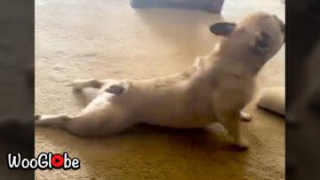 Adorable-French-Bulldog-scratching-balls-Super-Cute.jpg