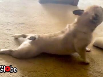 Adorable-French-Bulldog-scratching-balls-Super-Cute.jpg