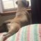 Adorable Pup’s Window Adventures: A Heartwarming View of Life Beyond || Heartsome