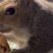 Adorable squirrel saves last bite of chocolate chip cookie for friend | Cute