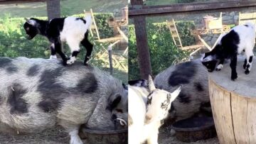 Baby-Goat-Busts-a-Move-on-Pig-Adorable.jpg