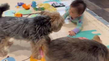 Baby-and-dogs-share-cutest-moments-Adorable.jpg