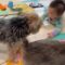 Baby and dogs share cutest moments! | Adorable 🐶🍼