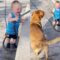 Baby boy can’t stop giggling playing with dog & hose pipe | Super Cute