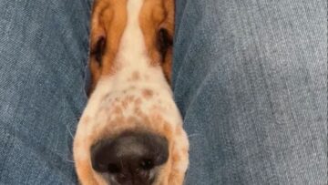 Basset-Hound-Puppy-Begs-for-Attention-Adorable.jpg