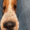 Basset Hound Puppy Begs for Attention! | Adorable