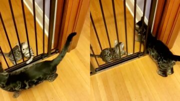 Bengal-adult-kitten-adorably-try-to-squeeze-through-baby.jpg