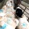 Border Collie Adorably Herds Sheep | Cute