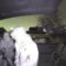 Boys Unleash Hilarious Chaos with Their Explosive Prank – Can You Keep a Straight Face? | Try Not to Laugh
