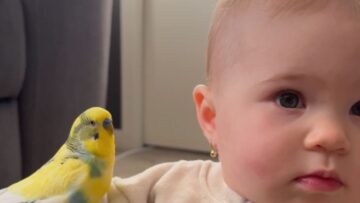Budgie-cuteness-overload-Little-girls-snack-attack-Adorable.jpg