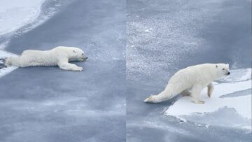 Careful-Polar-Bear-Navigating-Thin-Ice-Super-Cute.jpg