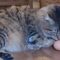 Cat Channels Inner Chicken: Cute Kitty Transformation | Adorable