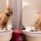 Cat Mastered Human Toilet Training | Adorable