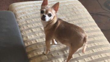 Chihuahuas-Heartwarming-Reunion-with-Mom-Adorable.jpg
