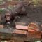 Cocker Spaniel puppy experiences snow for the first time | Super Cute