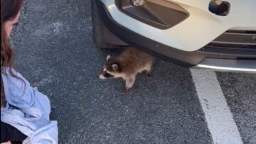 Compassionate-woman-rescues-anxious-raccoon-crying-for-mom-Adorable.jpg