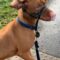 Curious Dog Walks on Hind Legs for Better View | Super Cute