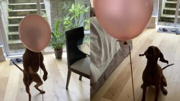 Curious-Pups-Adorable-Reaction-to-a-Floating-Balloon-–-A.jpg