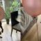 Curious Pup’s Adorable Reaction to a Floating Balloon – A Moment of Pure Joy! | Heartsome