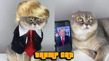 Cute-Cat-Channels-Their-Inner-Trump-Adorable.jpg