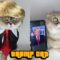 Cute Cat Channels Their Inner Trump! | Adorable