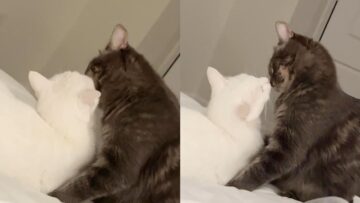 Cute-Cats-Caught-Kissing-Adorable.jpg