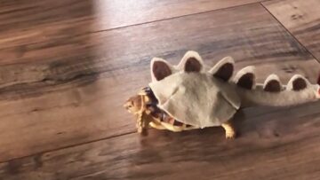 Dinosaur-Costume-Turtle-Super-Cute-Adorable.jpg