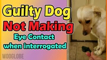Dog-Caught-Red-Pawed-Hilarious-Video-Adorable.jpg