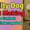 Dog Caught Red-Pawed! Hilarious Video | Adorable
