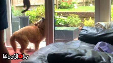 Dog-Slams-Into-Glass-Door-Hilarious-Fail-Super.jpg