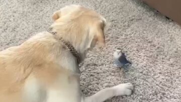 Dog-and-budgerigars-super-cute-playtime-Wholesome-interaction.jpg