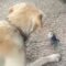Dog and budgerigar’s super cute playtime |  Wholesome interaction