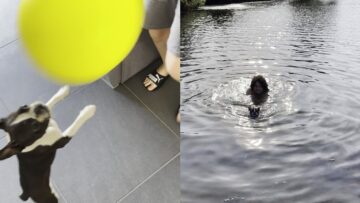Dogs-Adorable-Balloon-Fun-in-the-Pool-Super-Cute.jpg