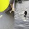 Dog’s Adorable Balloon Fun in the Pool | Super Cute 🎈