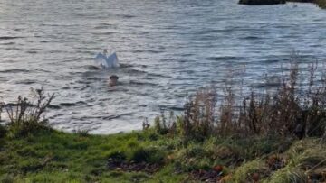 Dogs-Hilarious-Chase-After-Swan-Ends-in-Epic-Fail—You-Wont.jpg