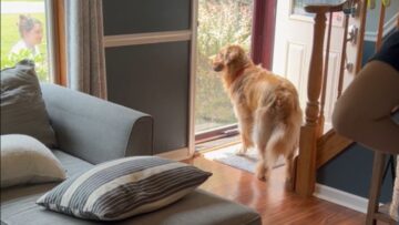 Dogs-heartwarming-first-meeting-with-baby-brother-Super-Cute.jpg