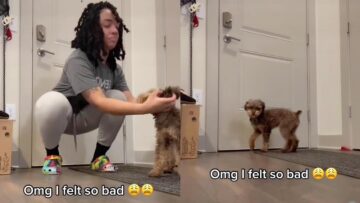 Dogs-hilarious-reaction-when-owner-forgets-to-take-him-for.jpg