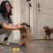 Dog’s hilarious reaction when owner ‘forgets’ to take him for a walk! | Adorable