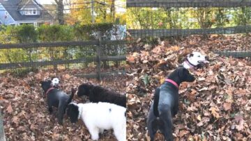 Dogs-play-cute-hide-and-seek-at-park-Super.jpg