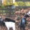 Dogs play cute hide and seek at park | Super Cute