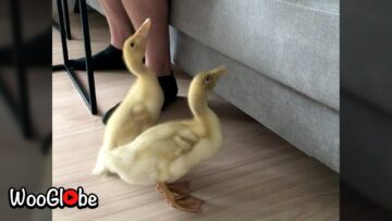 Duck-and-Ducklings-Aww-inspiring-Compilation-Super-Cute.jpg