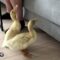 Duck and Ducklings: Aww-inspiring Compilation | Super Cute