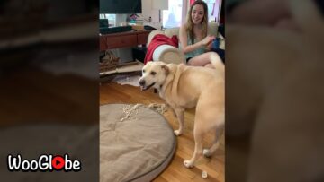 Family-claps-adorable-dog-reacts-Super-Cute.jpg