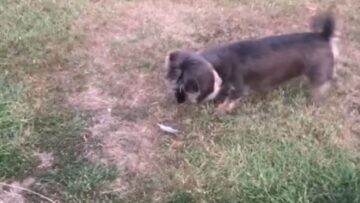 Fearless-Dachshund-takes-on-feathers-in-hilarious-showdown-Super.jpg
